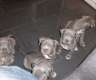 pitbull blua line  Welpen